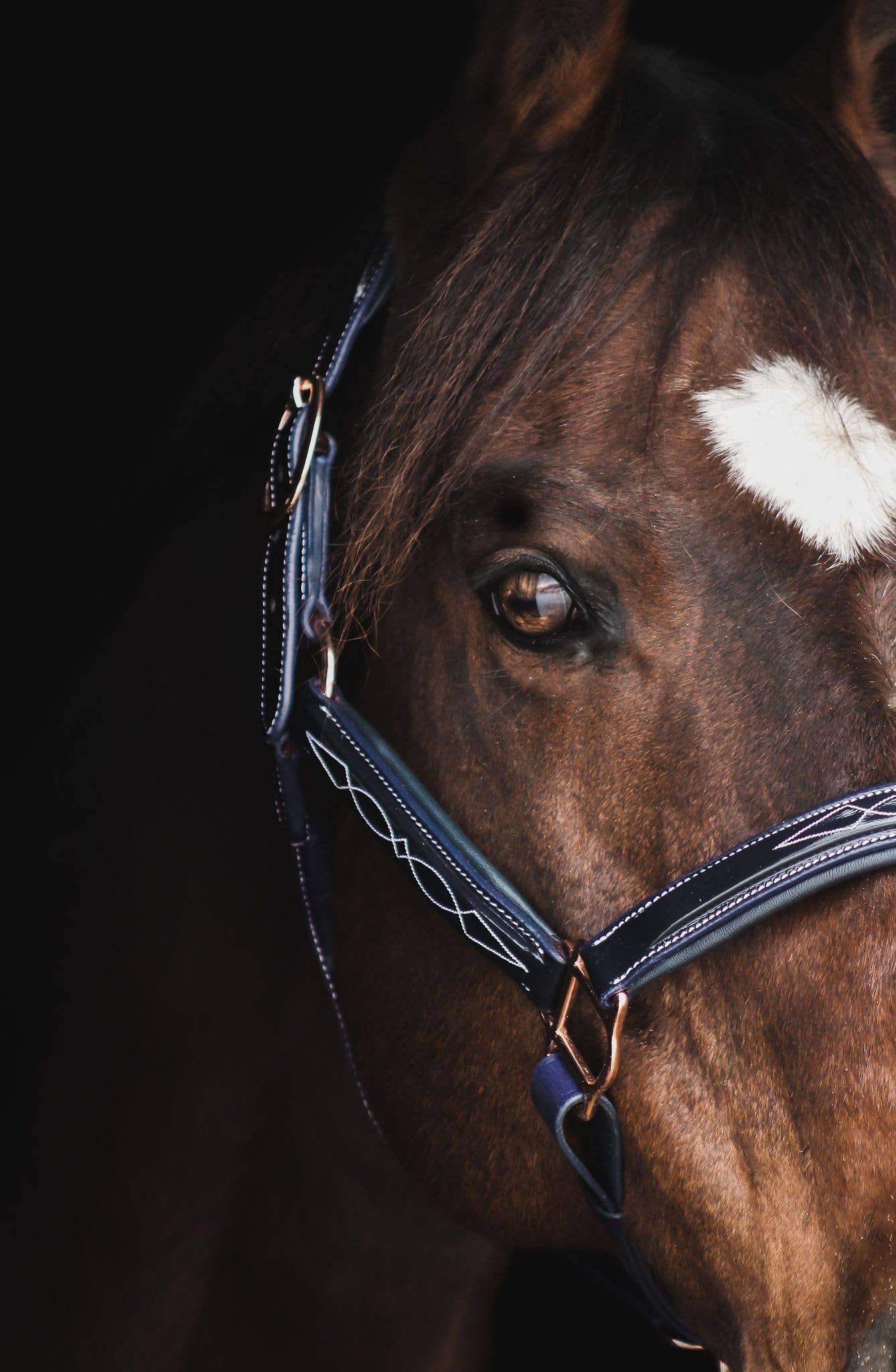 The Grand Prix Special Halter: Small Pony / Onyx - Edwina Alexis