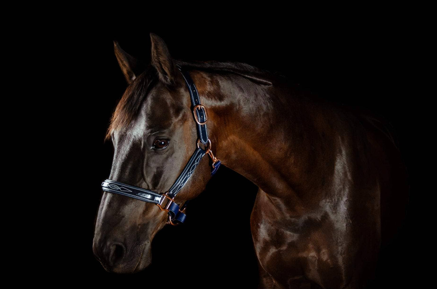 The Grand Prix Special Halter: Small Pony / Onyx - Edwina Alexis