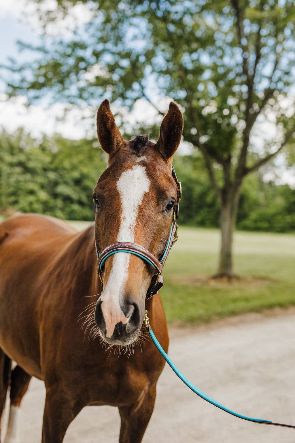 The Derby Halter: Warmblood / Havana Leather with Navy Padding - Edwina Alexis