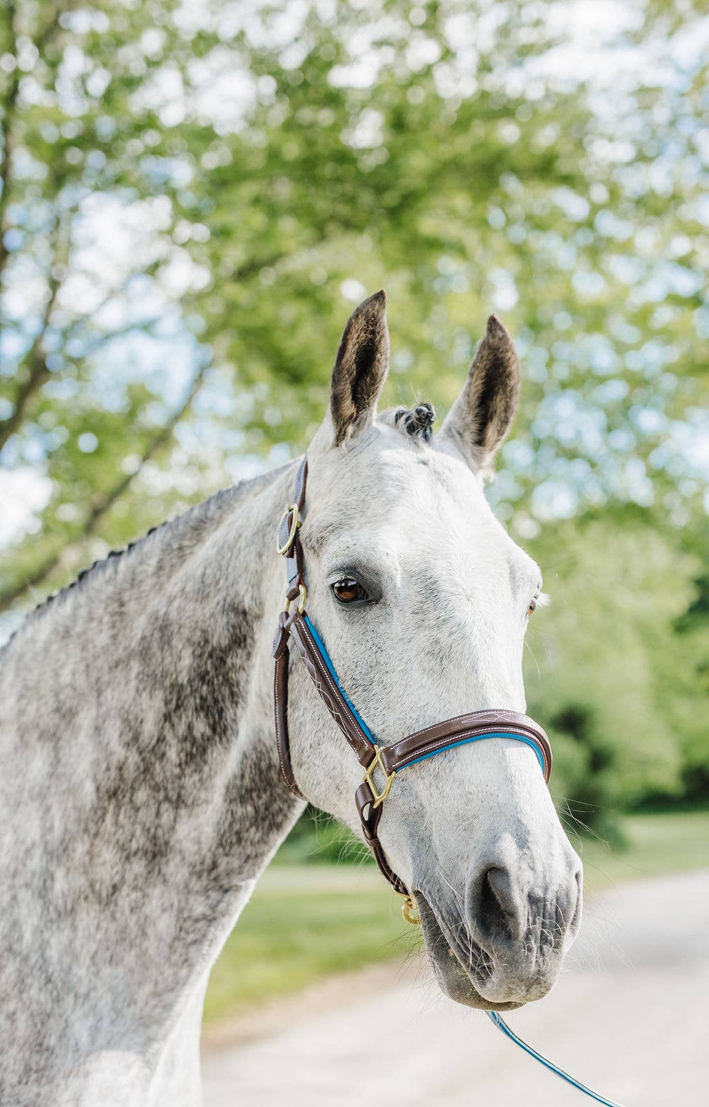 The Derby Halter: Warmblood / Havana Leather with Navy Padding - Edwina Alexis