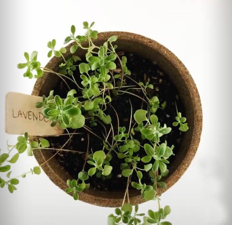 Pocket Garden | Herbal Tea | Spring | Best Seller