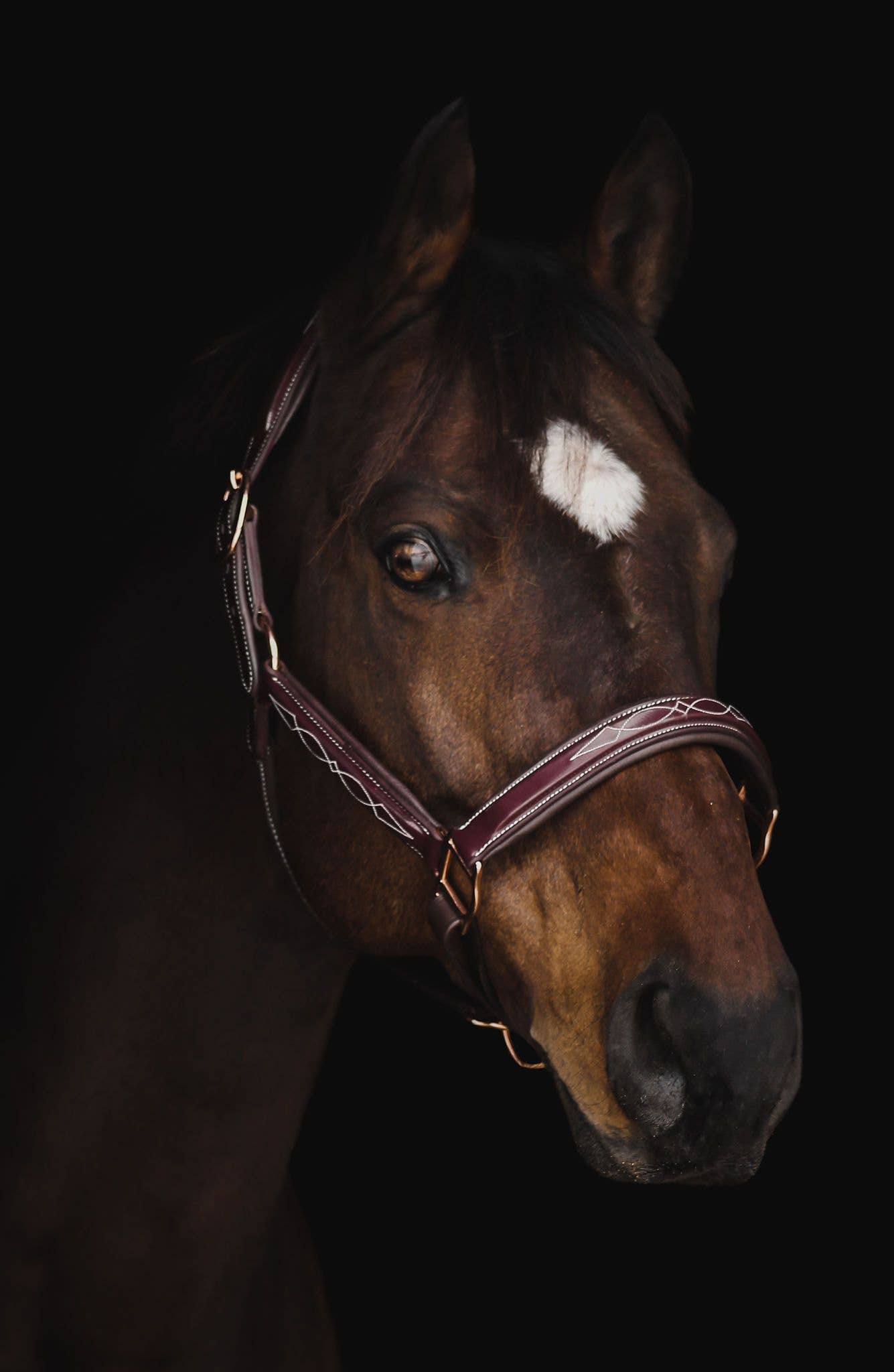 The Grand Prix Special Halter: Small Pony / Onyx - Edwina Alexis