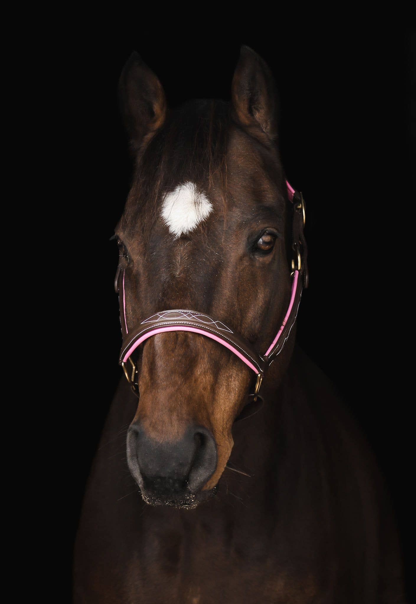 The Derby Halter: Warmblood / Havana Leather with Navy Padding - Edwina Alexis