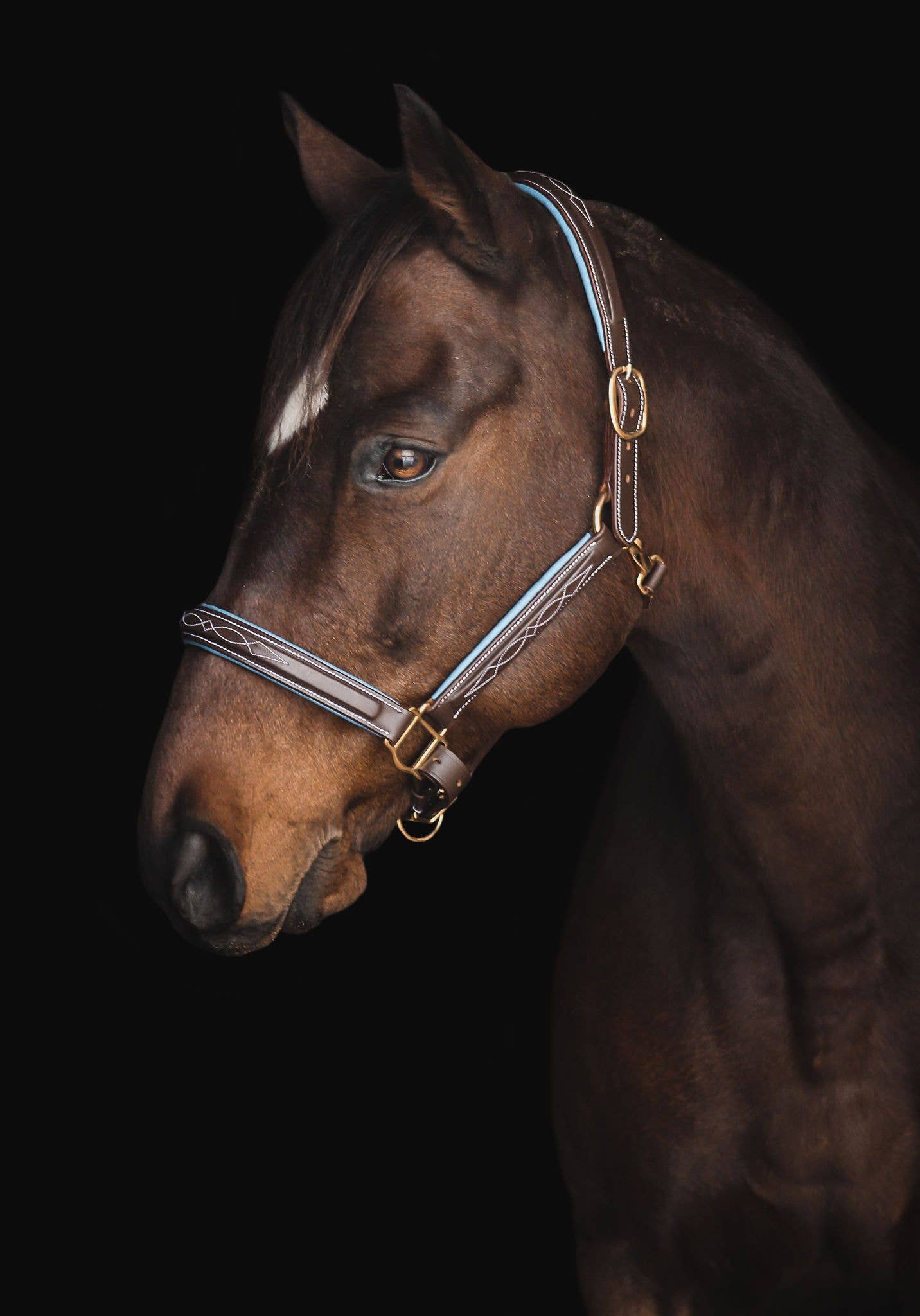The Derby Halter: Warmblood / Havana Leather with Navy Padding - Edwina Alexis