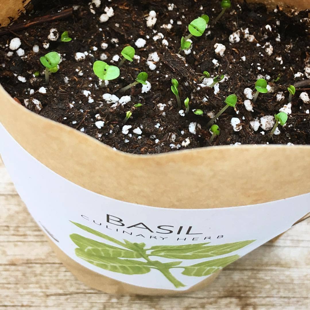 Garden in a Bag | Basil | Gift idea for Cooks | Best Seller