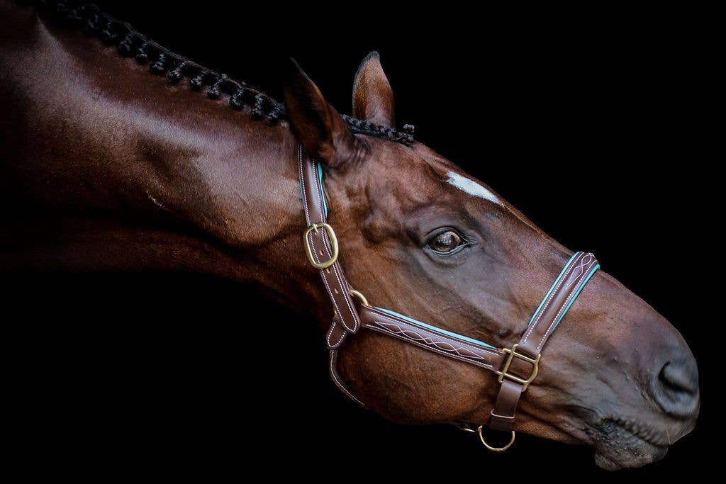 The Derby Halter: Warmblood / Havana Leather with Navy Padding - Edwina Alexis