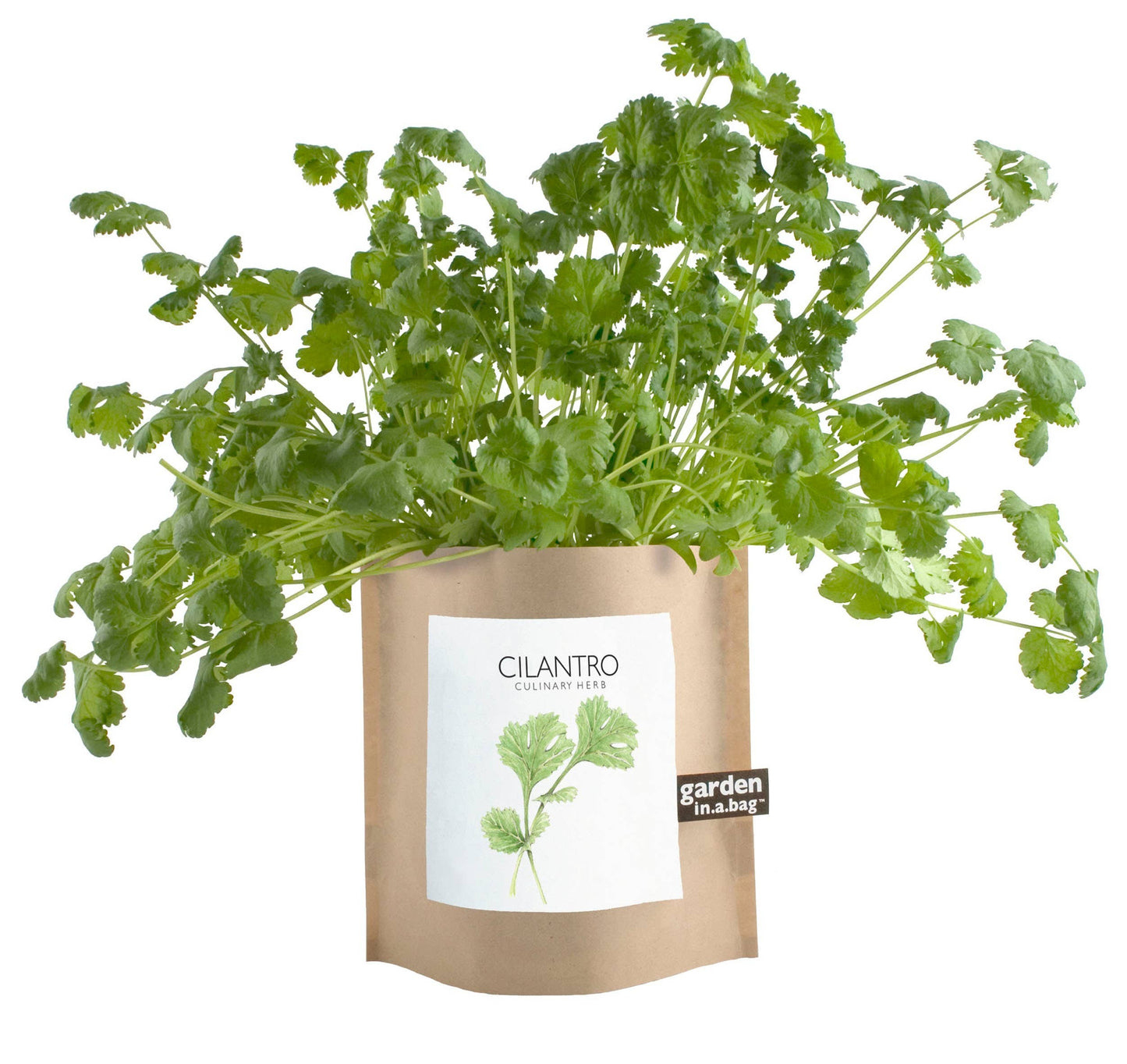 Garden in a Bag | Cilantro | Great gift for cooks