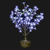 Juno - 2' Bonsai (Cool White) - Edwina Alexis