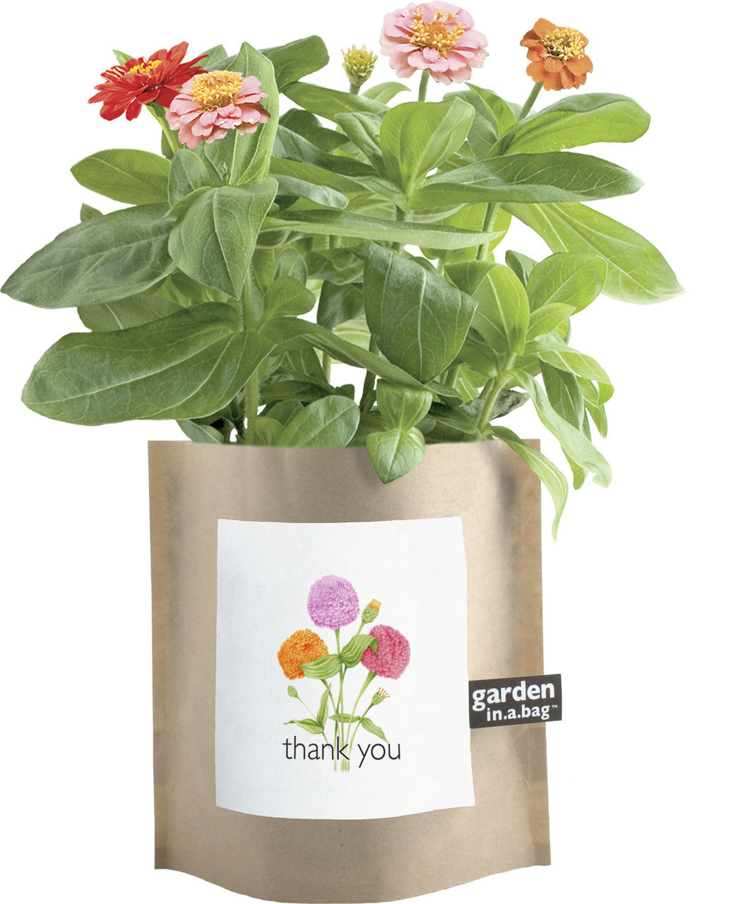 Garden-in-a-bag Thank You Zinnia - Edwina Alexis