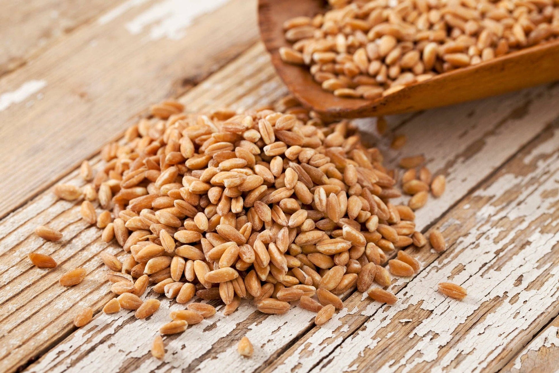 Non-GMO Wheat Seeds for Sprouting Fodder (Wheat Grass) -- Sustainably Grown In Missouri To Encourage Positive Behaviors: 3 pounds - Edwina Alexis