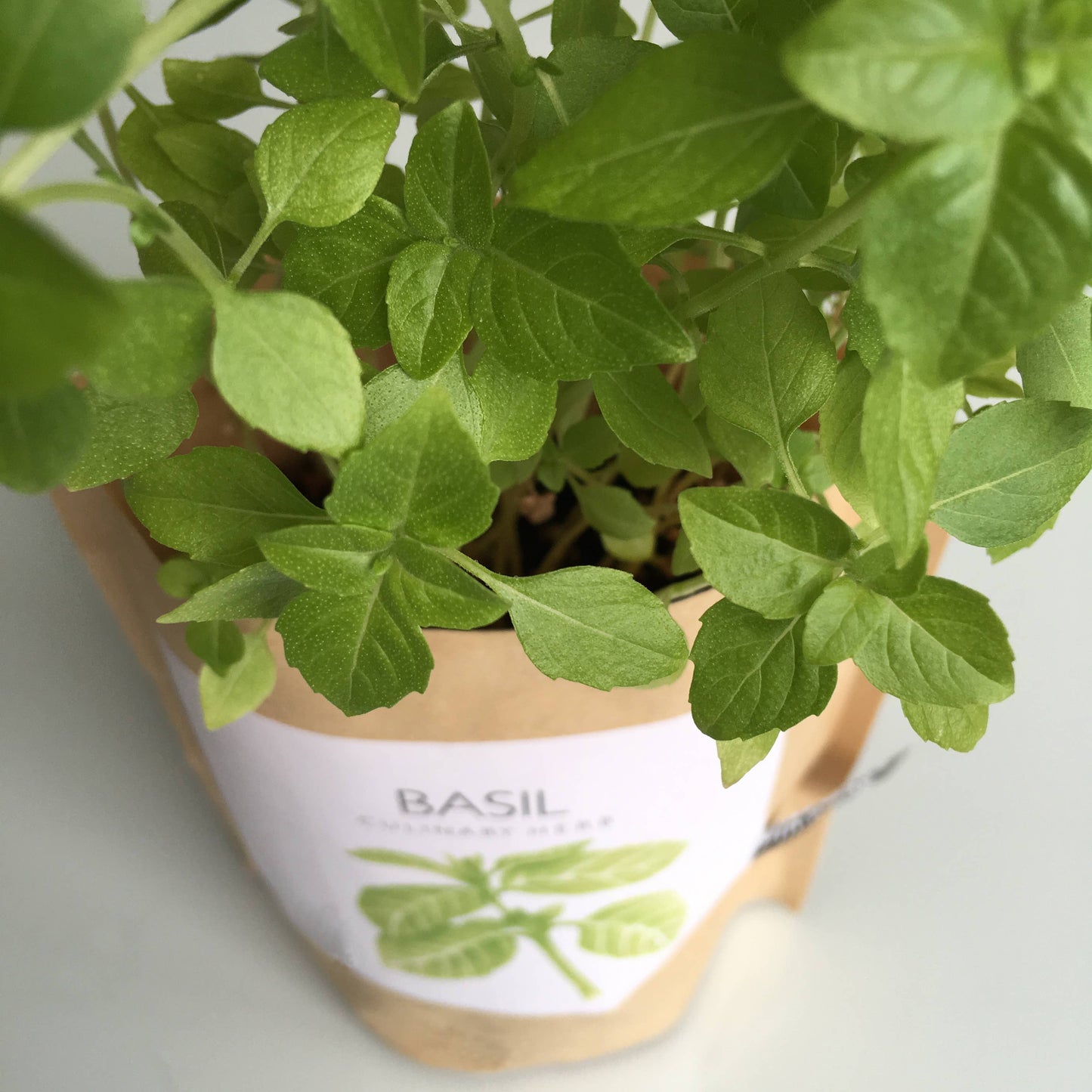 Garden in a Bag | Basil  | Gift idea for Cooks | Best Seller