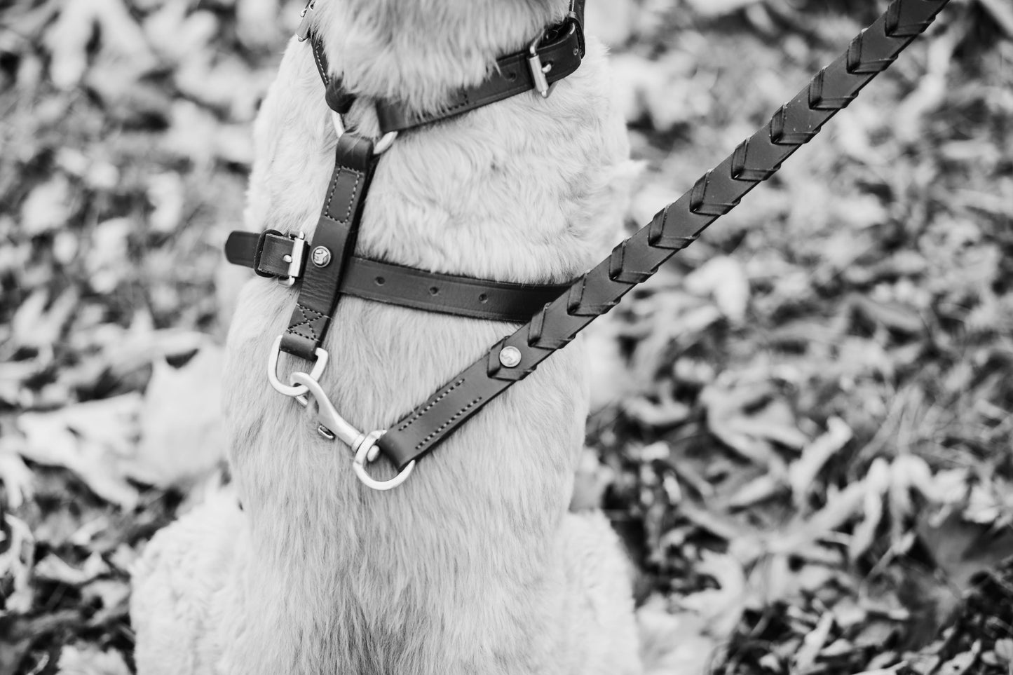 The Leather Dog Harness: X Large / Havana - Edwina Alexis