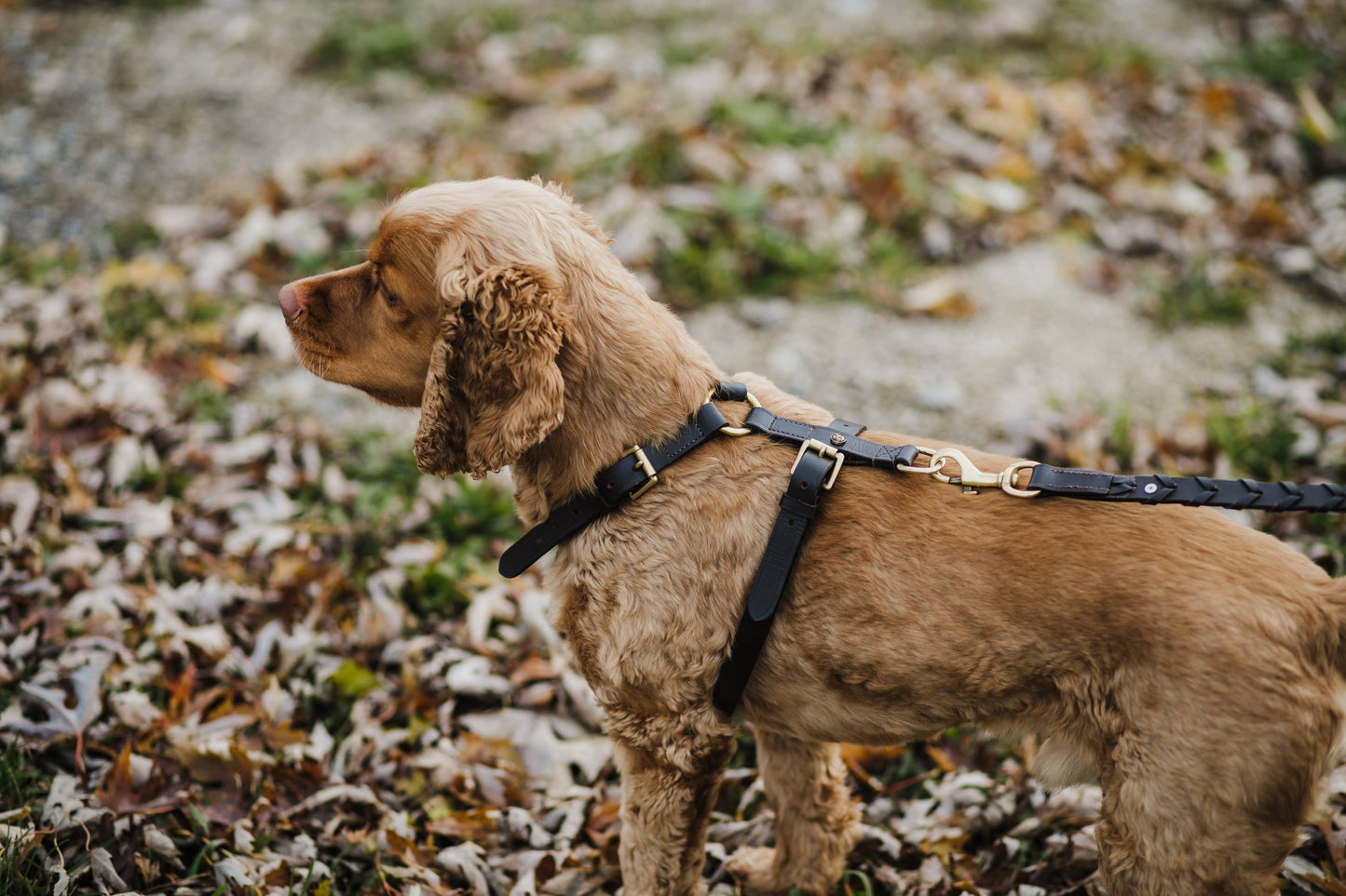 The Leather Dog Harness: X Large / Havana - Edwina Alexis