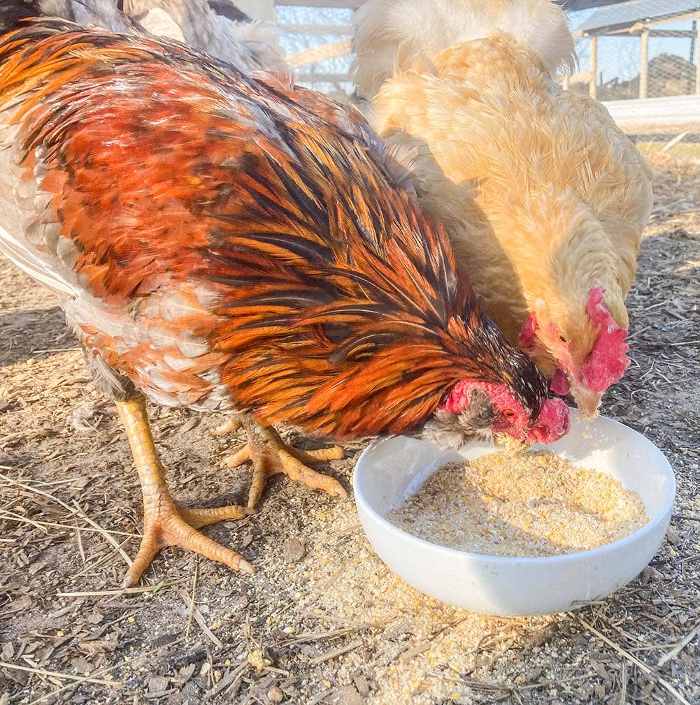Egg-Cellent Yolks: For Healthy, Golden Yolks - Naturally!: 5 pounds - Edwina Alexis