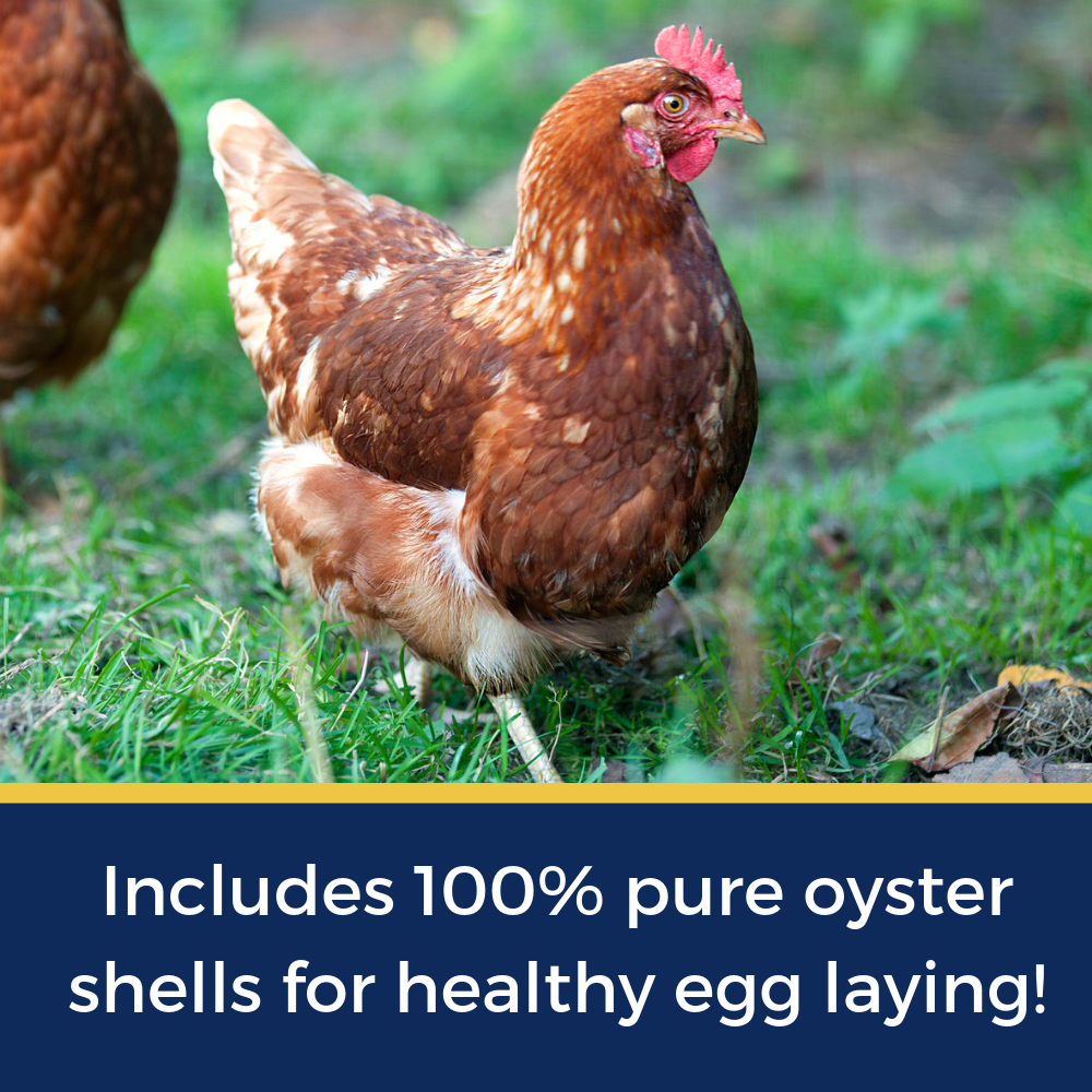 Best Eggs Ever! (TM) Nesting Herbs For Pet Chickens: 20 ounces - Edwina Alexis