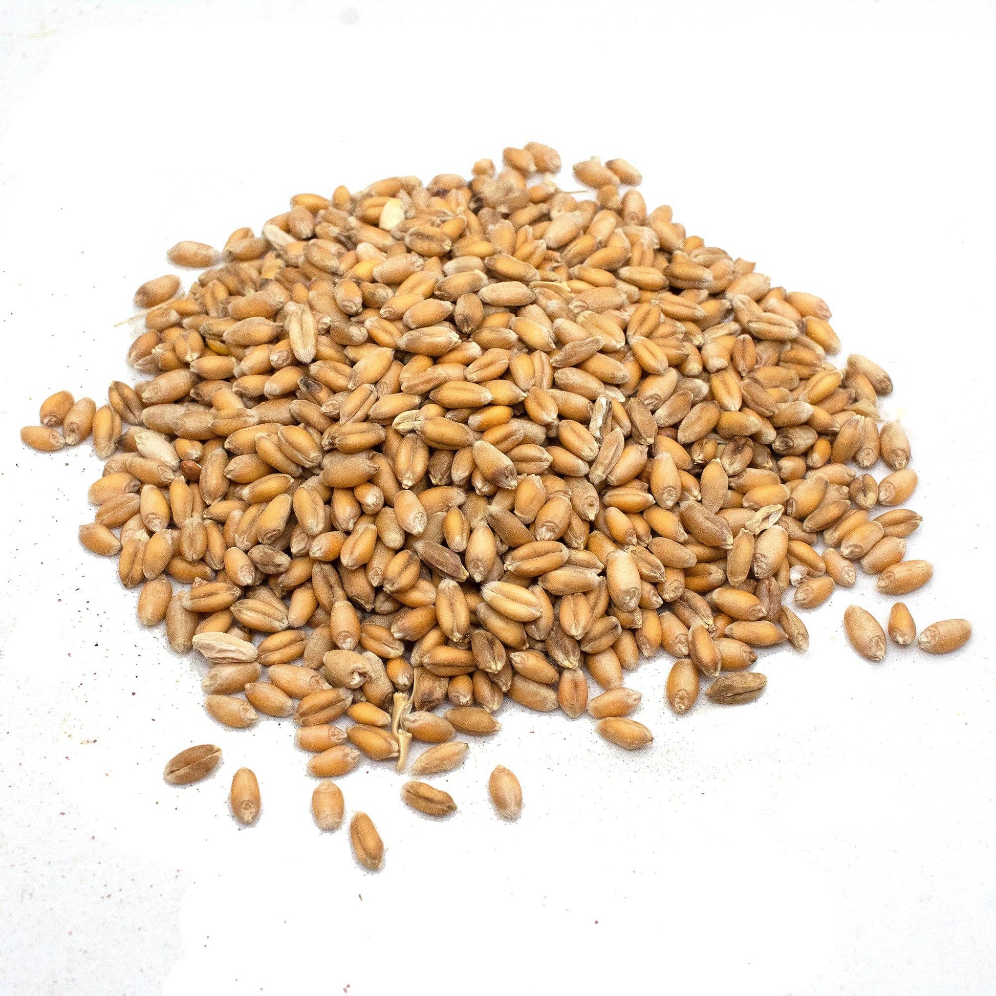 Non-GMO Wheat Seeds for Sprouting Fodder (Wheat Grass) -- Sustainably Grown In Missouri To Encourage Positive Behaviors: 3 pounds - Edwina Alexis