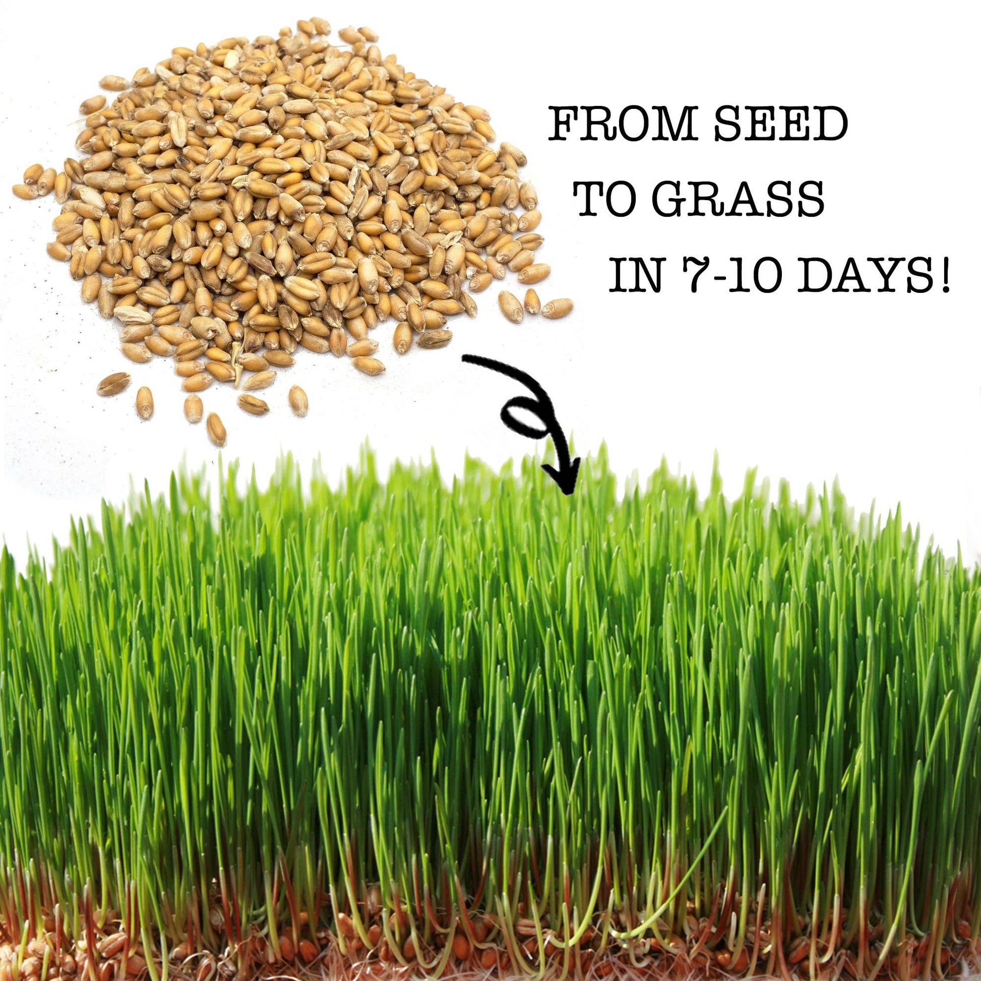 Non-GMO Wheat Seeds for Sprouting Fodder (Wheat Grass) -- Sustainably Grown In Missouri To Encourage Positive Behaviors: 3 pounds - Edwina Alexis