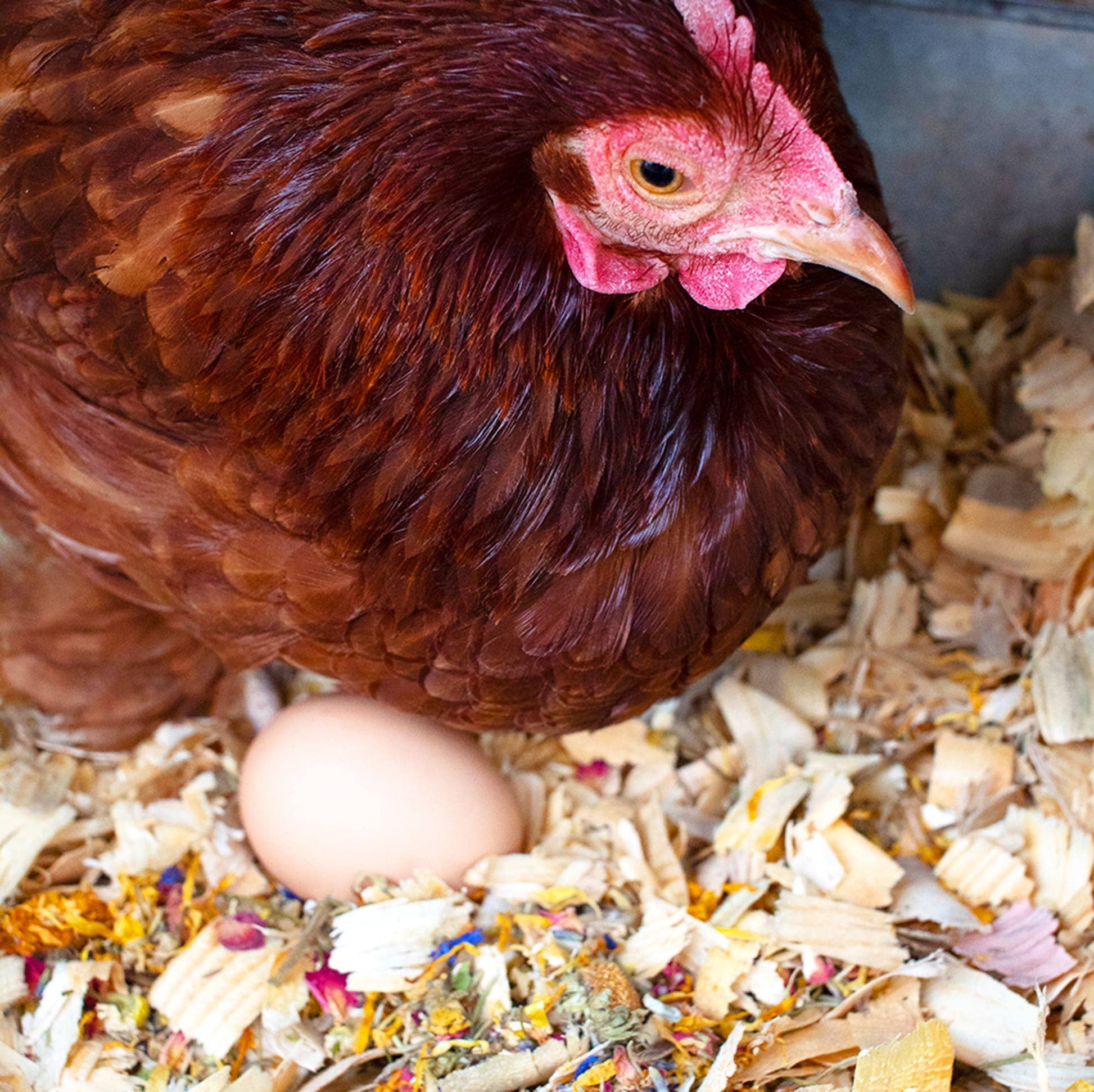 Best Eggs Ever! (TM) Nesting Herbs For Pet Chickens: 20 ounces - Edwina Alexis