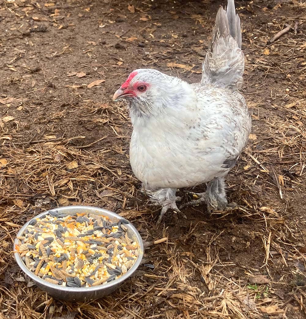Omega Burst: Omega Rich Treat For Great Eggs & Feathers!: 4 pounds - Edwina Alexis