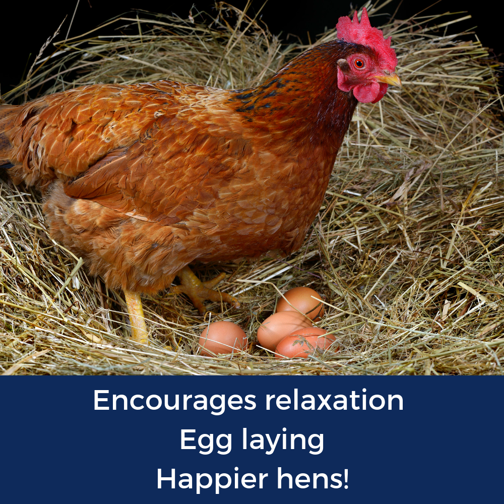 Best Eggs Ever! (TM) Nesting Herbs For Pet Chickens: 20 ounces - Edwina Alexis