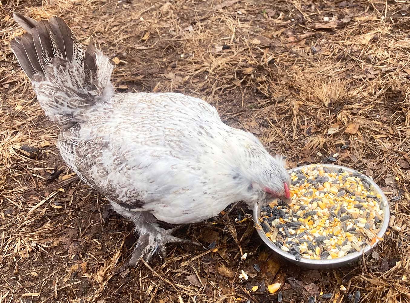 Omega Burst: Omega Rich Treat For Great Eggs & Feathers!: 4 pounds - Edwina Alexis