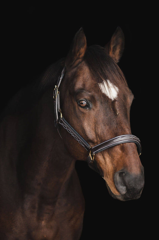 The Derby Halter: Warmblood / Havana Leather with Navy Padding - Edwina Alexis