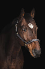 Load image into Gallery viewer, The Derby Halter: Warmblood / Havana Leather with Navy Padding - Edwina Alexis