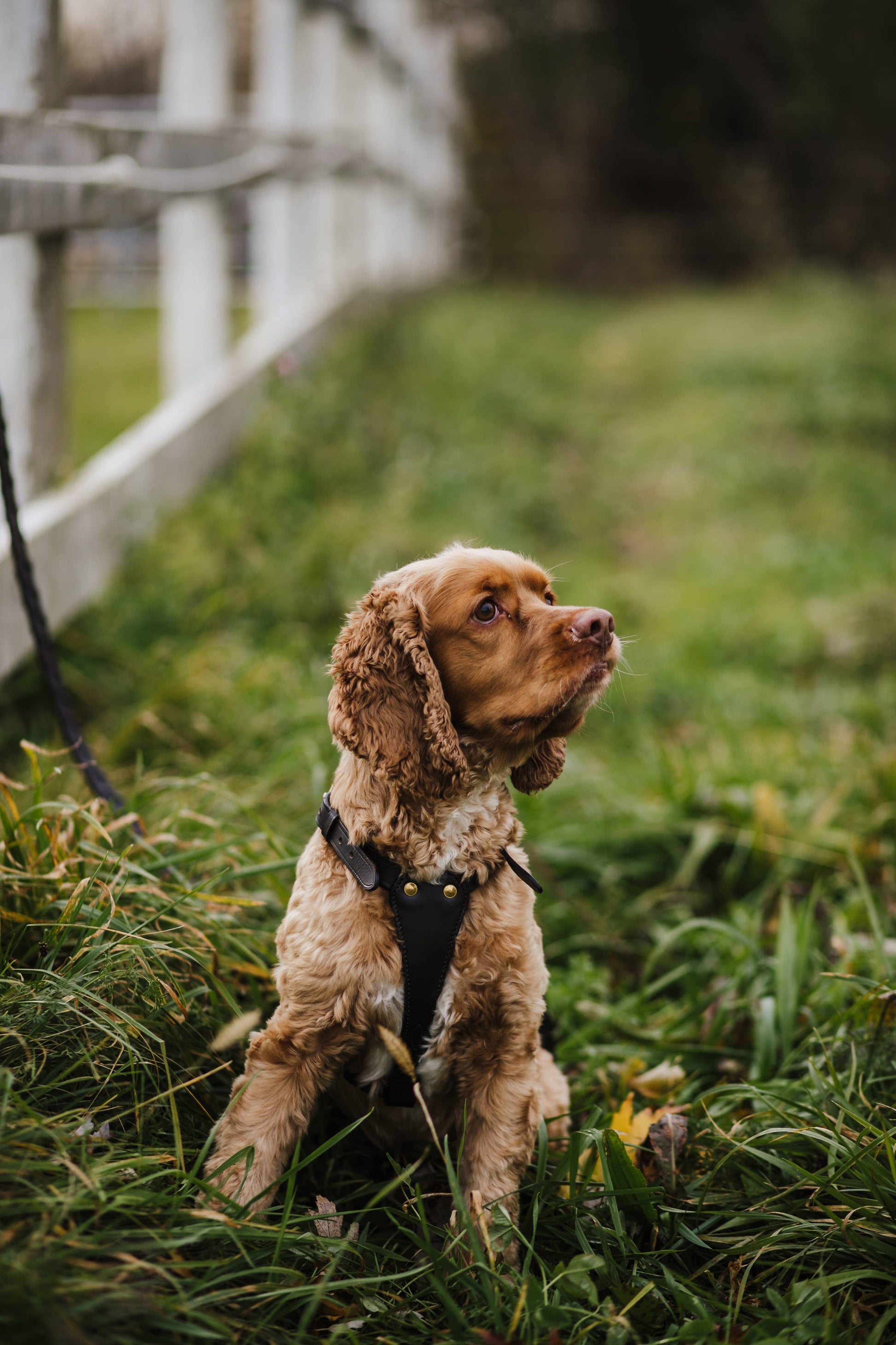 The Leather Dog Harness: X Large / Havana - Edwina Alexis