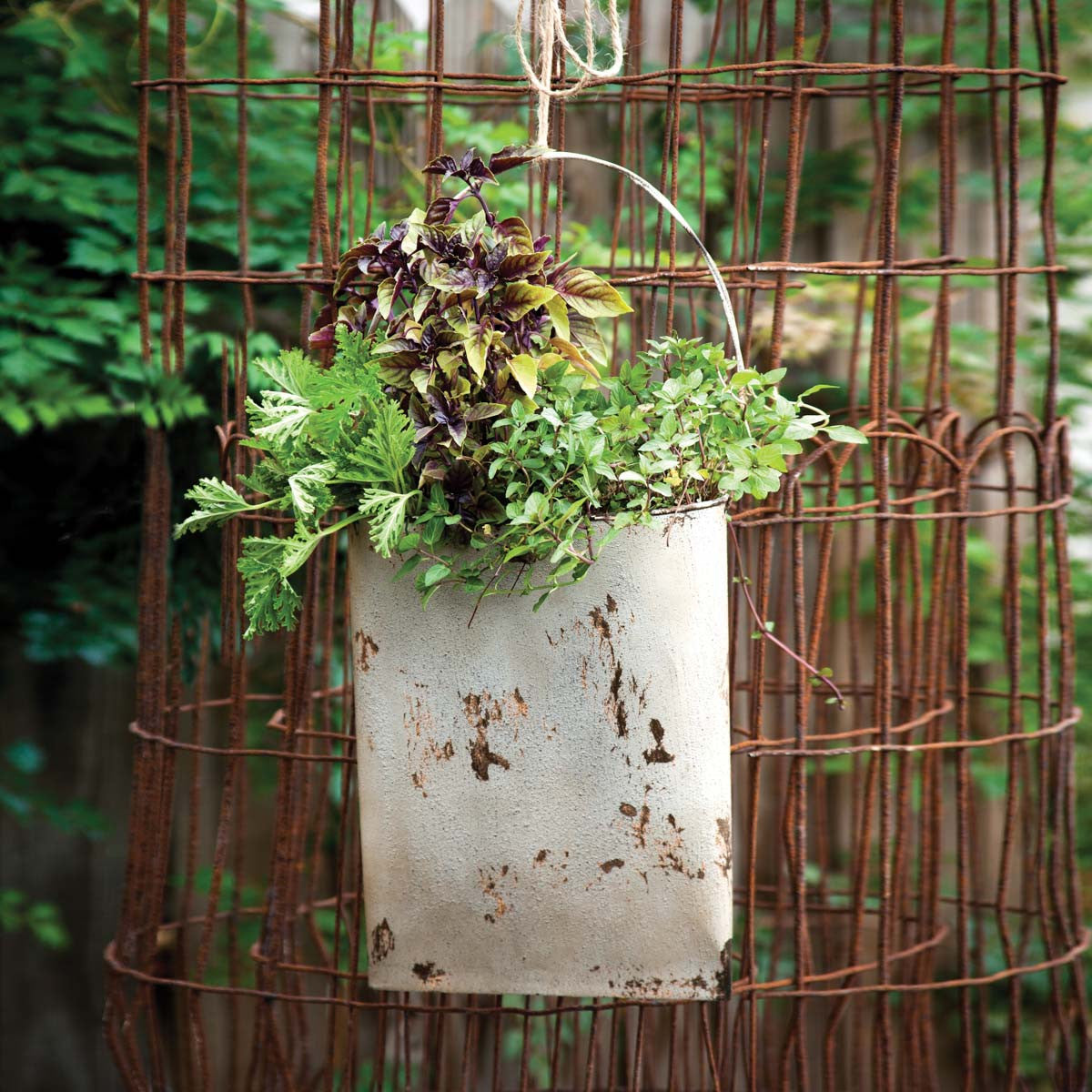 Old Grey Flattened Door Bucket - Edwina Alexis