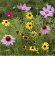 Load image into Gallery viewer, Butterfly Scatter Garden - Edwina Alexis