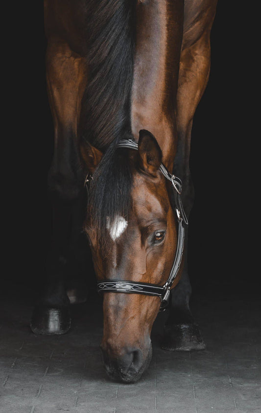 The Grand Prix Special Halter: Small Pony / Onyx - Edwina Alexis